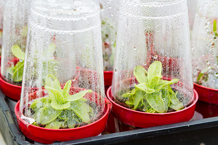 DIY indoor greenhouse to build with kids