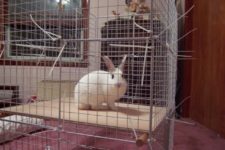 DIY indoor bunny cage with a hay tray