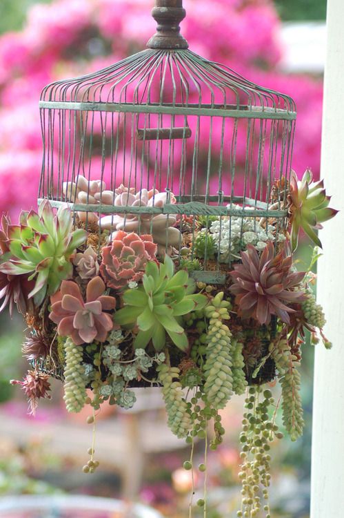 hanging succulent garden created with a bird cage