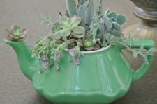 06 green tea pot for growing succulents