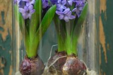 13 a glass jar with spring bulbs and pebbles