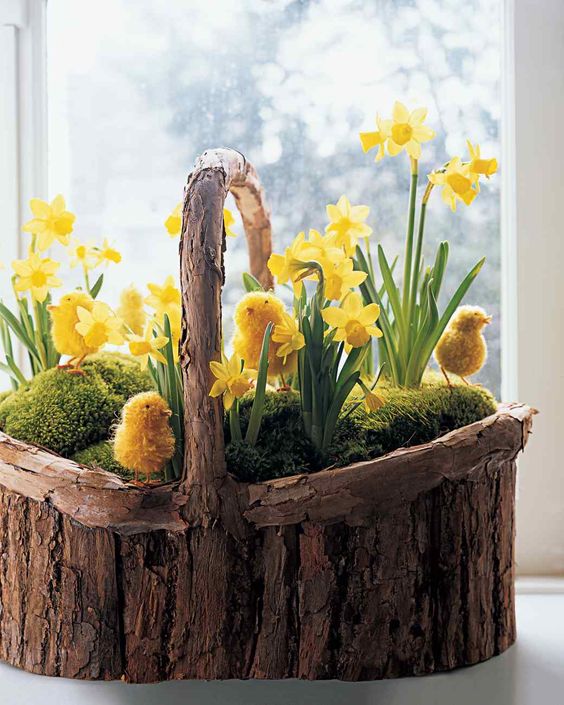 a wooden basket with moss, daffodils and chicks
