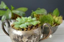 14 thrifted silver sugar bowls with succulents