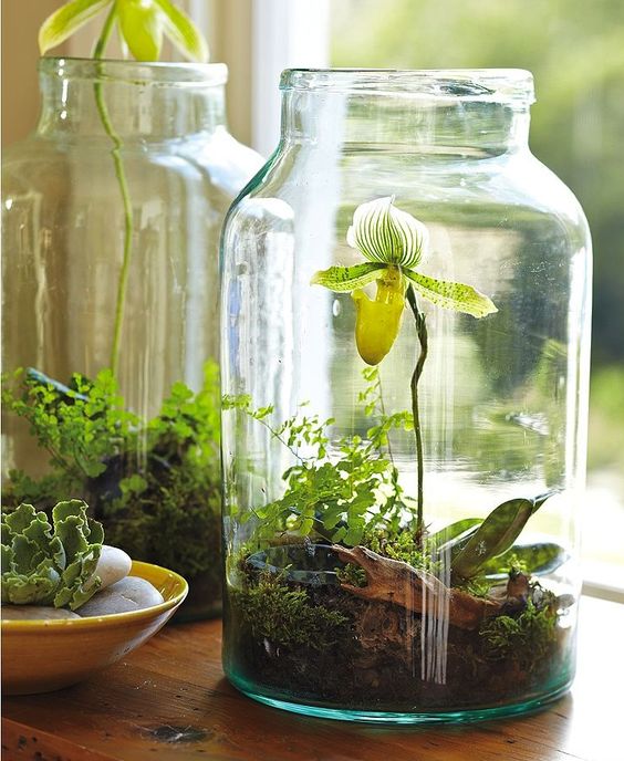 a jar with with pebbles, soil, moss, and small plants, an orchid