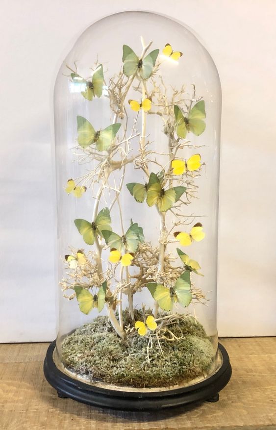 a beautiful spring terrarium with moss, branches and green and yellow butterflies is a lovely decoration for the space