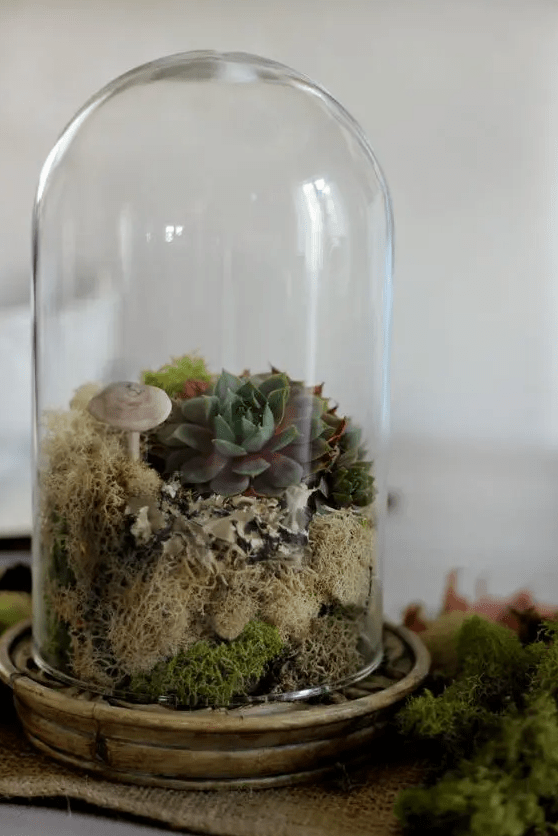 a cloche terrarium with moss, succulents and a faux mushroom is a lovely idea for any season to feel woodlands