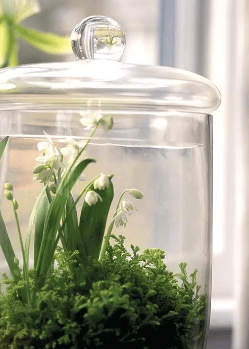 a glass jar with a lid, some greenery and lily of the valley looks like a cool and fresh spring terrarium