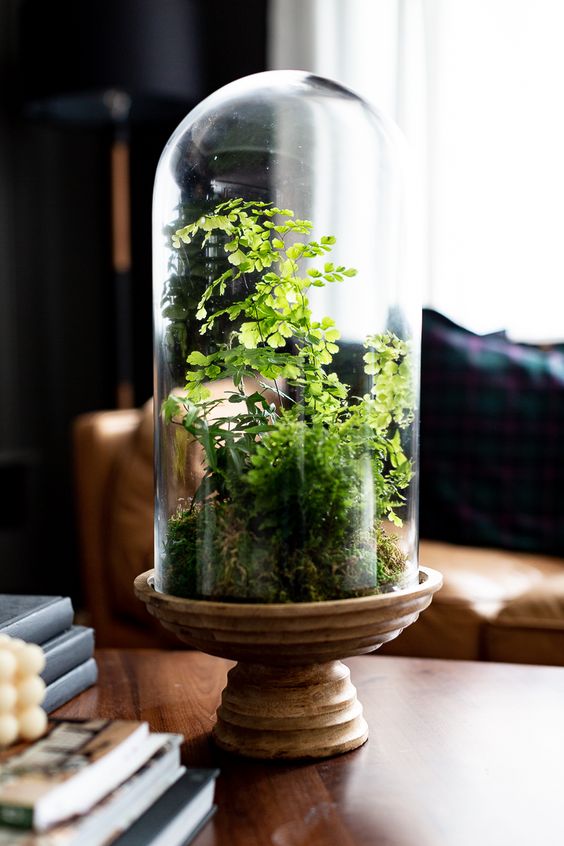 a lovely spring terrarium with moss and greenery is a cool decoration to rock, it looks nice, catchy and cool