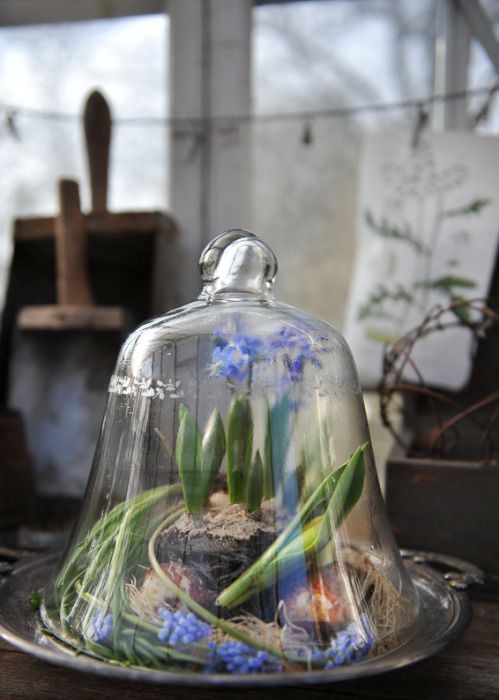 a spring terrarium with hay and purple spring blooms is a cool idea to make yoru space feel fresh and cool