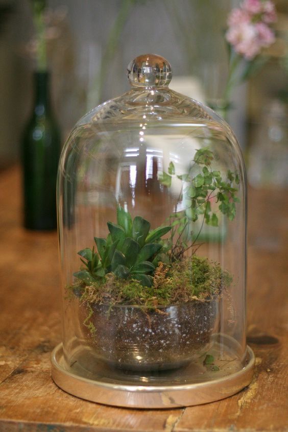 a spring terrarium with moss, greenery and a succulent is a lovely decoration that you can make yourself