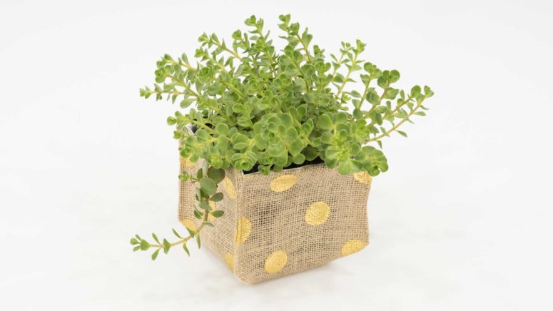 DIY polka dot burlap planter (via www.professorpincushion.com)