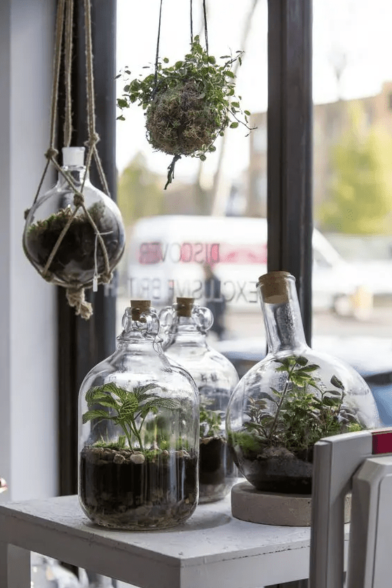 several bottle and jar terrariums with pebbles, greenery and succulents plus a kokedama for adding a spring feel to the space