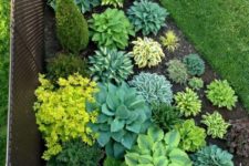 02 gorgeous Hosta plants will give a texture to your outdoors and can grow in the shade