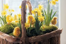 03 a wooden basket filled with moss, yellow daffodils and faux chicks