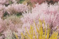 04 different types of heathers will make your garden really bold