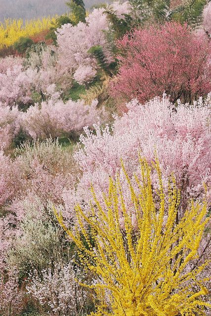 different types of heathers will make your garden really bold