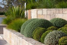 05 Buxus Japonica bring a punch of crisp green in this design