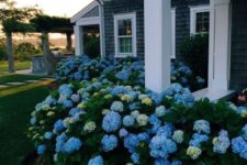 10 blue and grene hydrangeas to border the house and give it a cute country look
