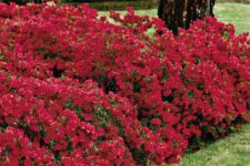 11 grow red azaleas to add color to your garden
