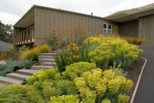 14 use Euphorbia Rigida to add volume, texture and color to your landscape