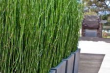 14 place modern planters with horsetail grass for a stylish modern space