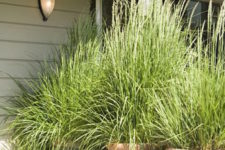 16 oversized ceramic planters with ornamental grasses for a chic space