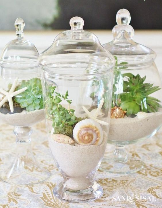 apothecary jars with beach sand, shells, star fish and succulents