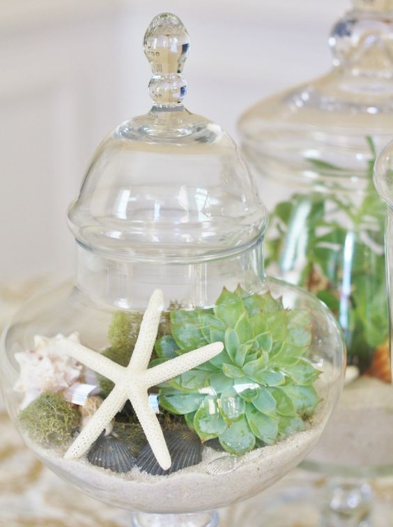 an apothecary jar filled with sand, shells, moss and a succulent
