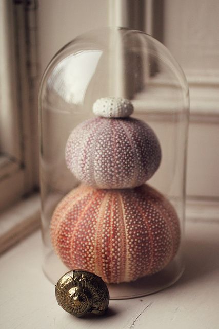 a cloche with sea urchins of different sizes and shapes