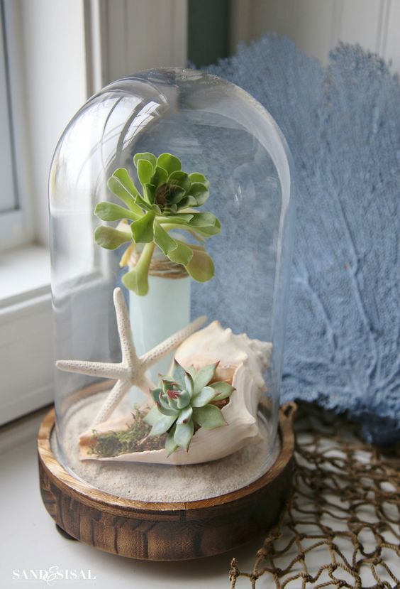 a cloche with succulents and a star fish and a shell