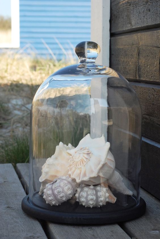 a modern cloche with shells and sea urchins
