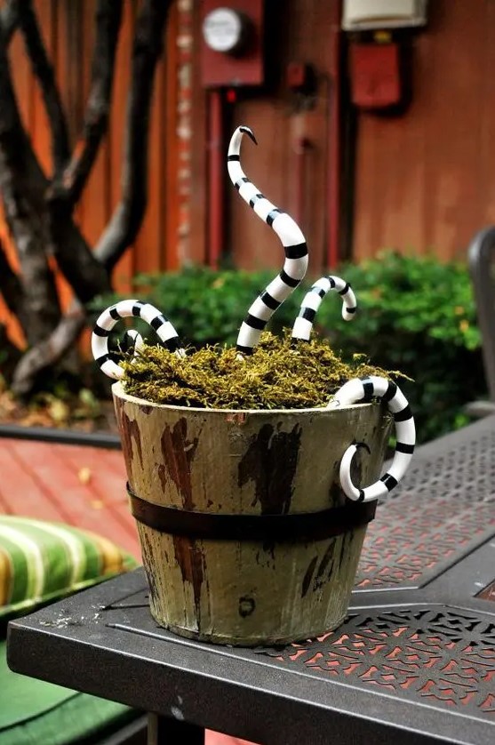 Man eating plants that look like snakes will be a nice decoration for Halloween, both indoor and outdoor