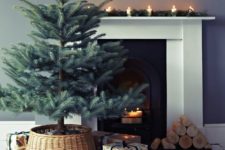 03 a large pine tree in a basket without any decor – enjoy the natural look of the tree