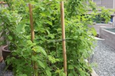 DIY bamboo poles garden trellis