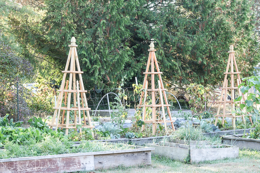 DIY French garden trellises
