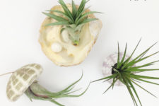 DIY coastal planters of sea urchins and shells and airplants
