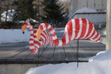 DIY candy cane lawn flamingos for Christmas