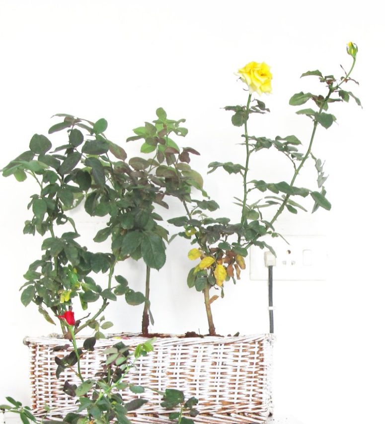 DIY wicker basket planter (via trumatter.wordpress.com)