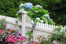 14 a pretty white picket fence with blue hydrangea and pink impatients for raising curb appeal