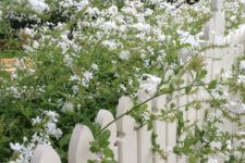 15 a white picket fence with lush white blooms growing along it make it fresh and beautiful