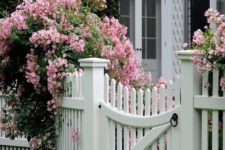 16 a white picket fence with lush pink blooms that contrast and highlight the space with their volume and bright colors