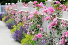 18 a lovely white picket fence with lush pink, purple and neon yellow blooms growing along the fence