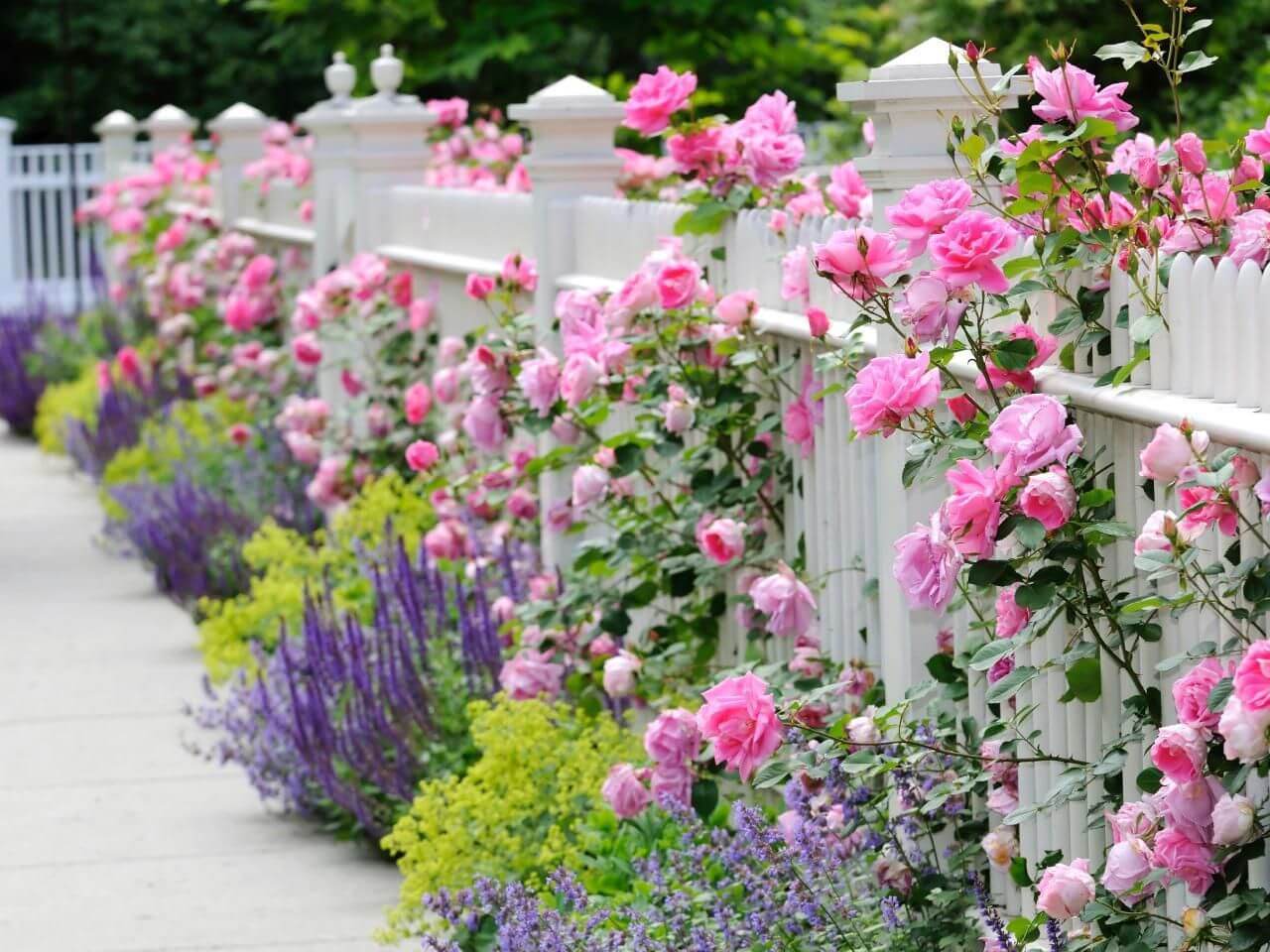 a lovely white picket fence with lush pink, purple and neon yellow blooms growing along the fence