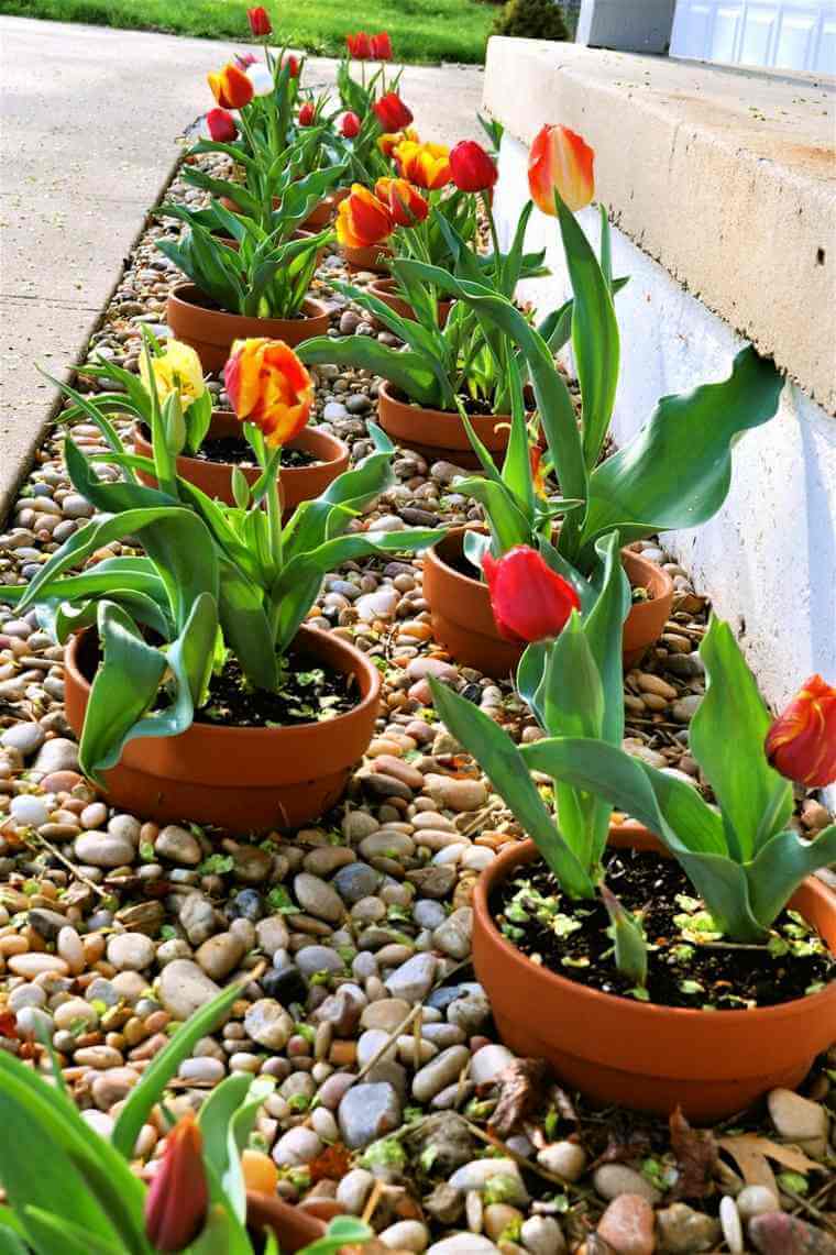 a potted pathway with pebbles makes the space welcoming, beautiful and the pots can be changed