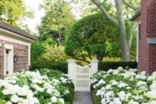 24 a beautiful front yard path lined up with greenery and white blooms all around for a neat and elegant look