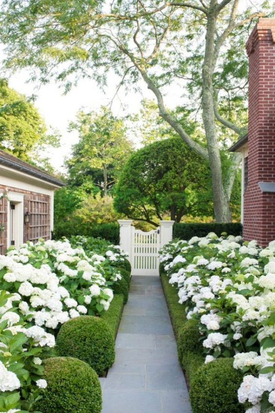 a beautiful front yard path lined up with greenery and white blooms all around for a neat and elegant look