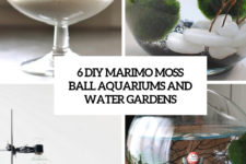6 diy marimo moss ball aquariums and water gardens cover