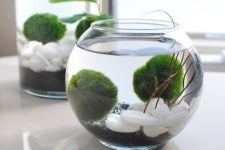 DIY coastal-inspired Marimo ball terrarium