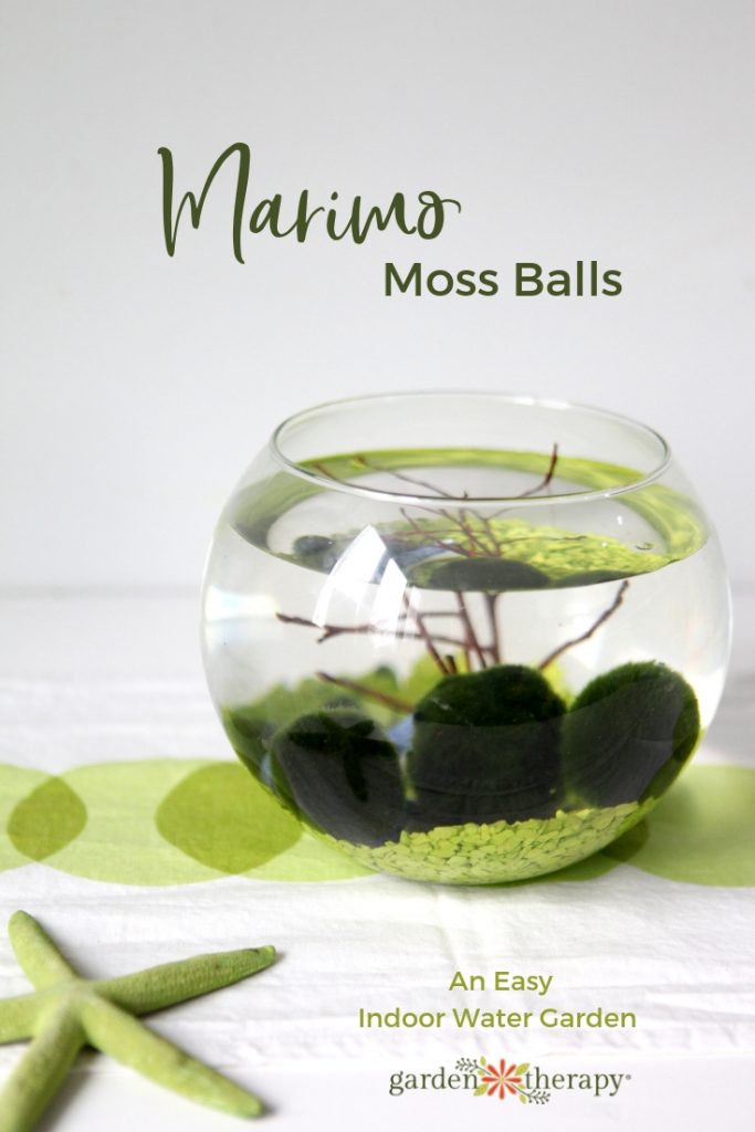 DIY easy water garden with Marimo balls (via gardentherapy.ca)