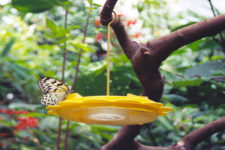 DIY colorful butterfly feeder in several versions